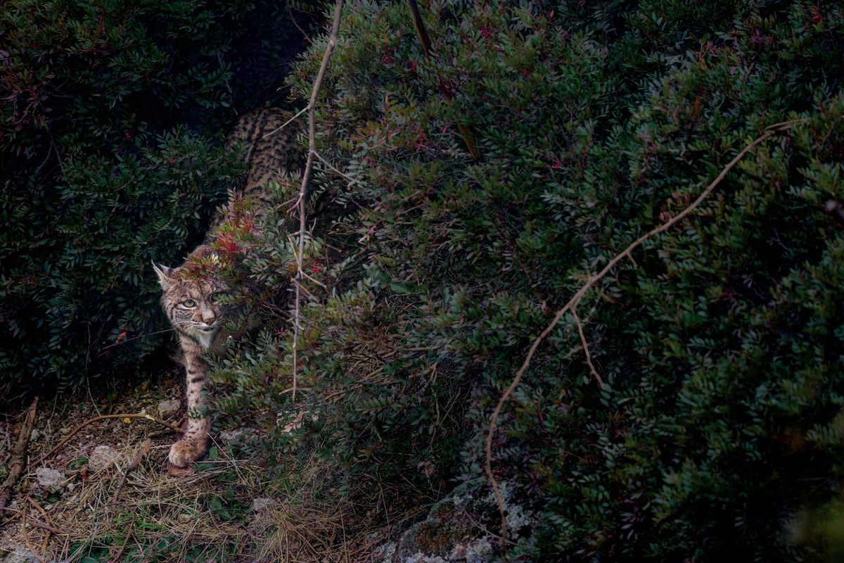 Een lynx staat tussen de bomen in het Parque Natural de la Sierra de Andjar een van de plekken in het zuiden van Spanje waar veel van deze dieren leven Van de lynx liefkozend ook wel de Iberische parel genoemd bestaan vijf gesoleerde populaties die leven tussen het mediterrane struikgewas op het Iberisch schiereiland