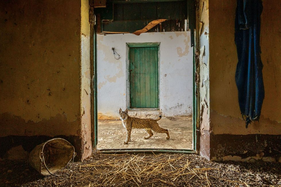 Op deze met een cameraval genomen foto kijkt een jonge lynx in een schuur bij een verlaten boerderij Jongvolwassen dieren van 8 tot 23 maanden oud vestigen een eigen territorium Mannetjes trekken daarvoor vaak naar gebieden zon dertig kilometer verderop