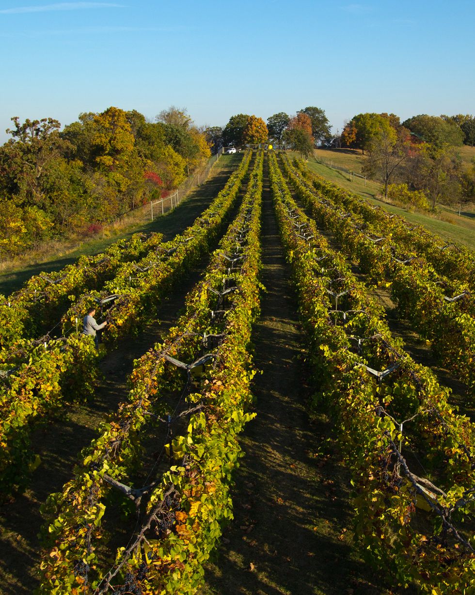 rows of grape trees at stone hill winery in hermann missouri