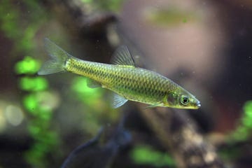 blauwband pseudorasbora parva