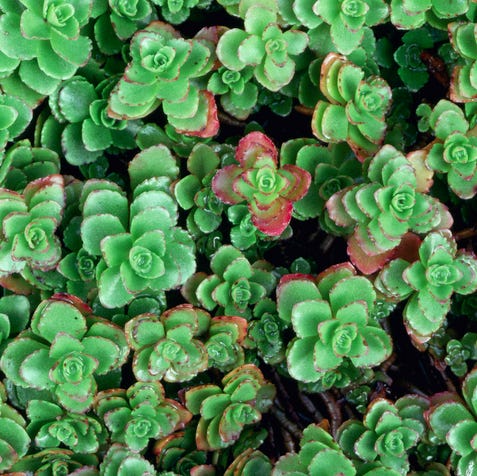 Stonecrop stonecrop