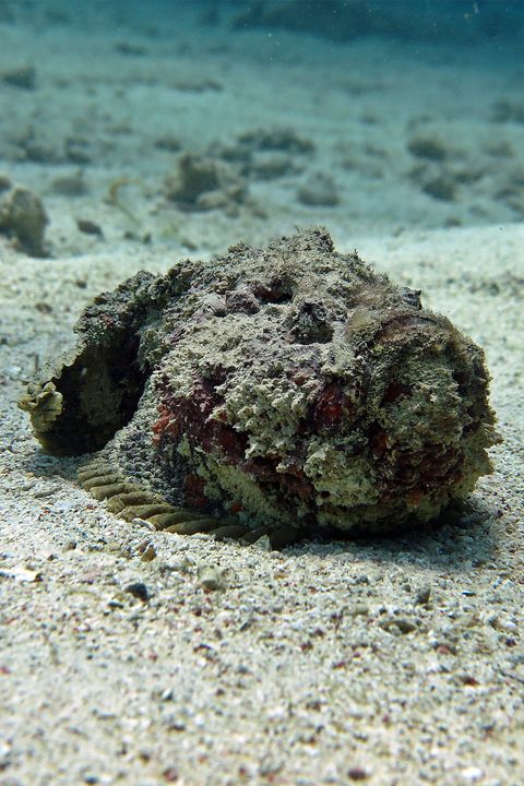 stonefish laying on the seabed where it blends in almost perfect because it looks like a mossy rock