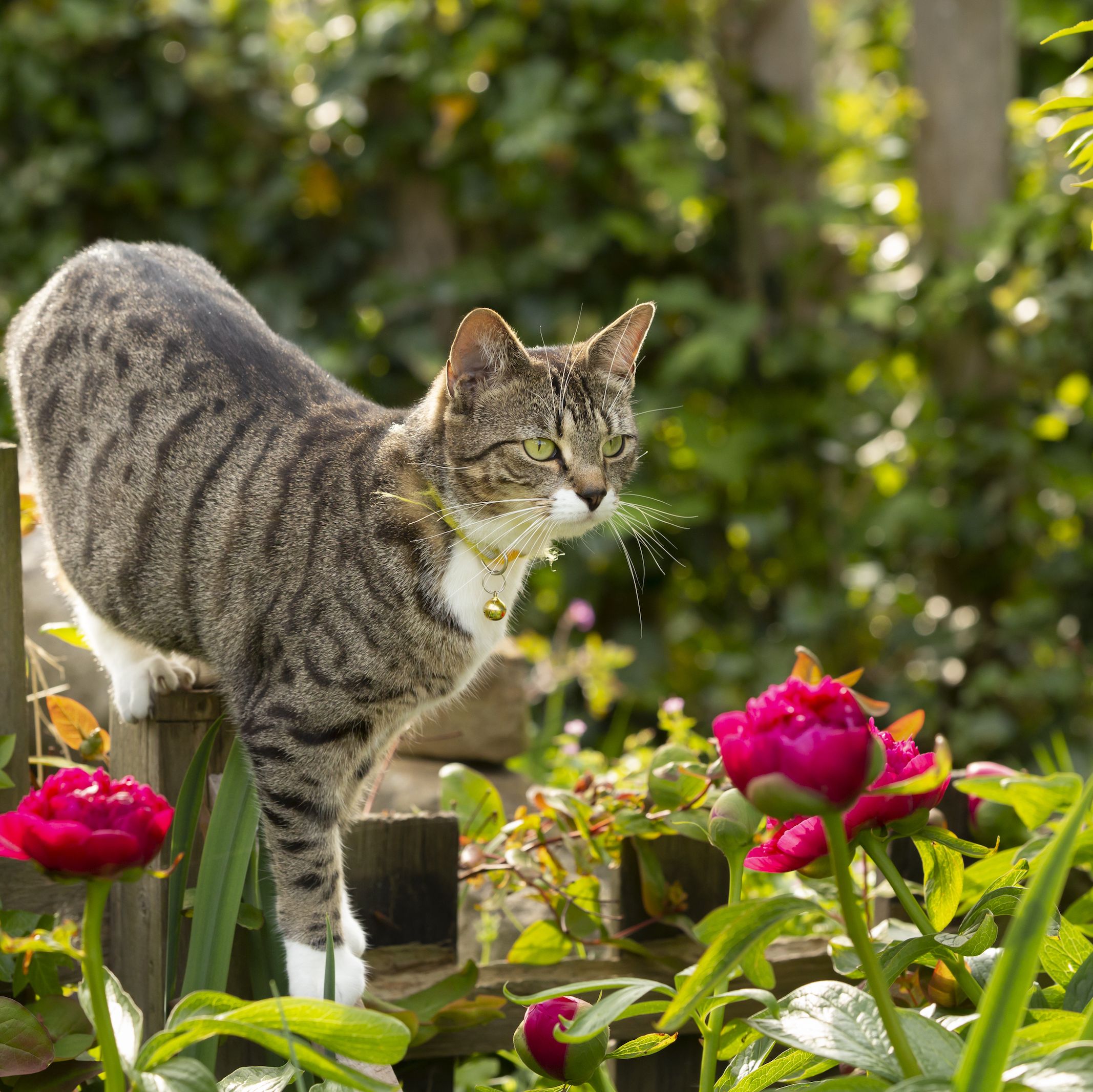 how to keep cats and dogs away from your garden