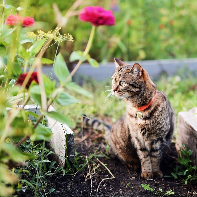 How To Stop Cats Pooping In Your Garden — Deter Cats Naturally