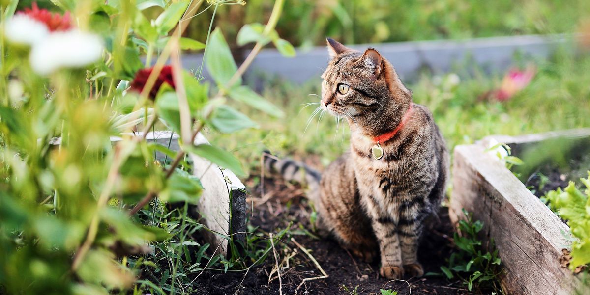 How To Stop Cats Ing In Your Garden