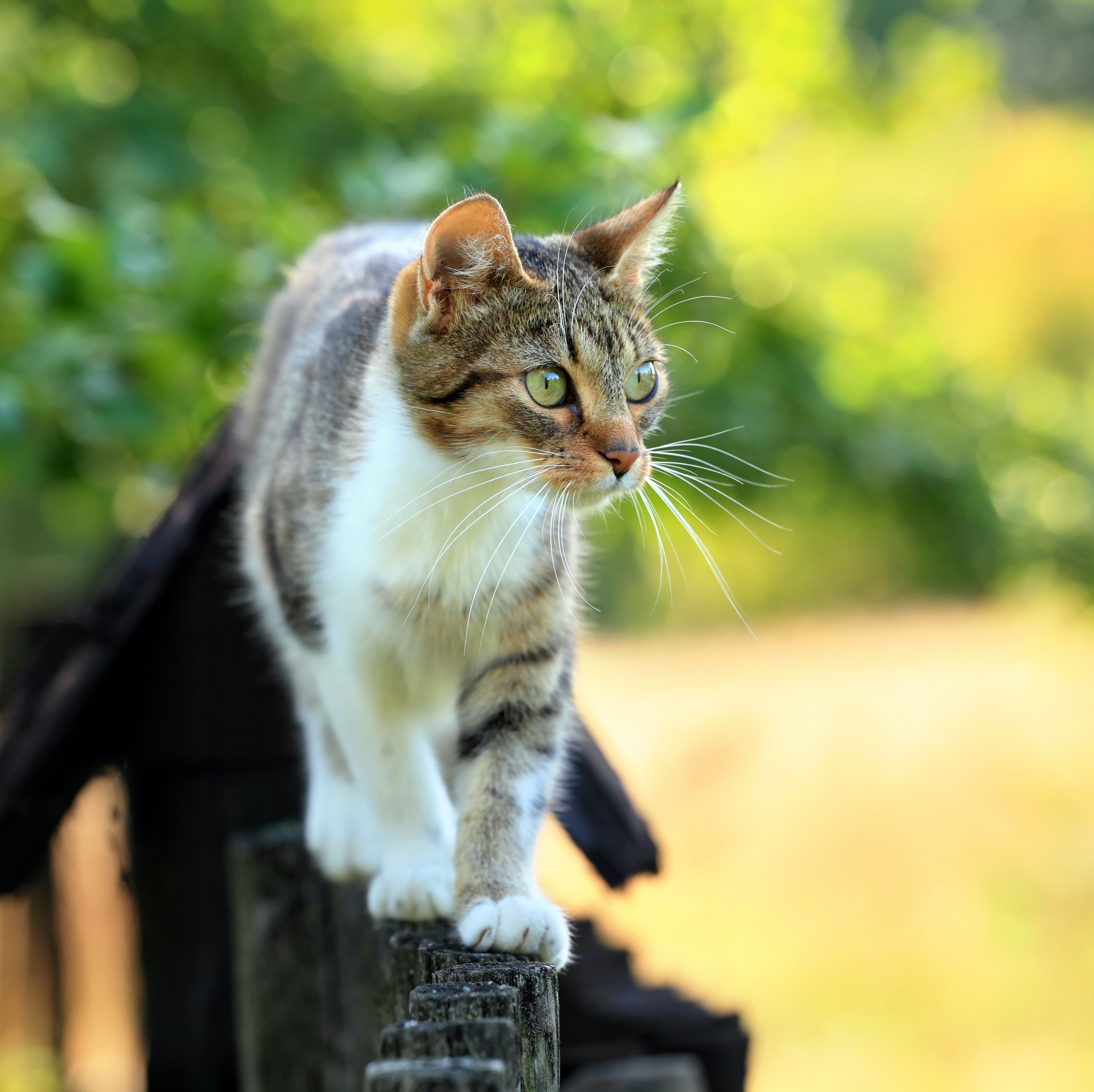 what smells deter cats from scratching