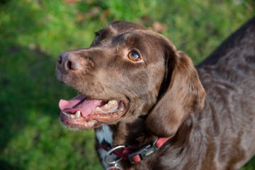 a dog with brown fur outside