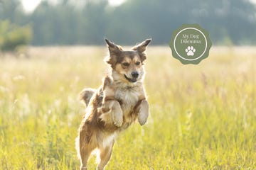 dog jumping in the air