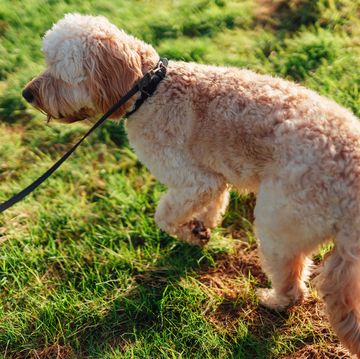 how to stop dogs pulling on a lead, according to a vet