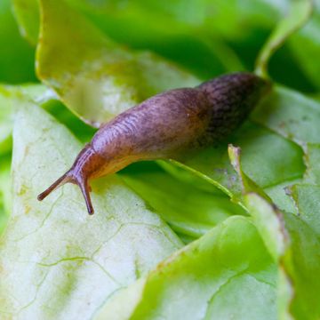 simple ways to stop a slug infestation this spring