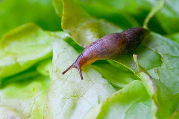 cómo acabar con una plaga de babosas de tierra en casa