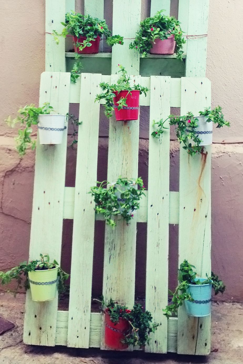 storage wooden pallet used in gardening for a wall decoration as a shelf for flower pots