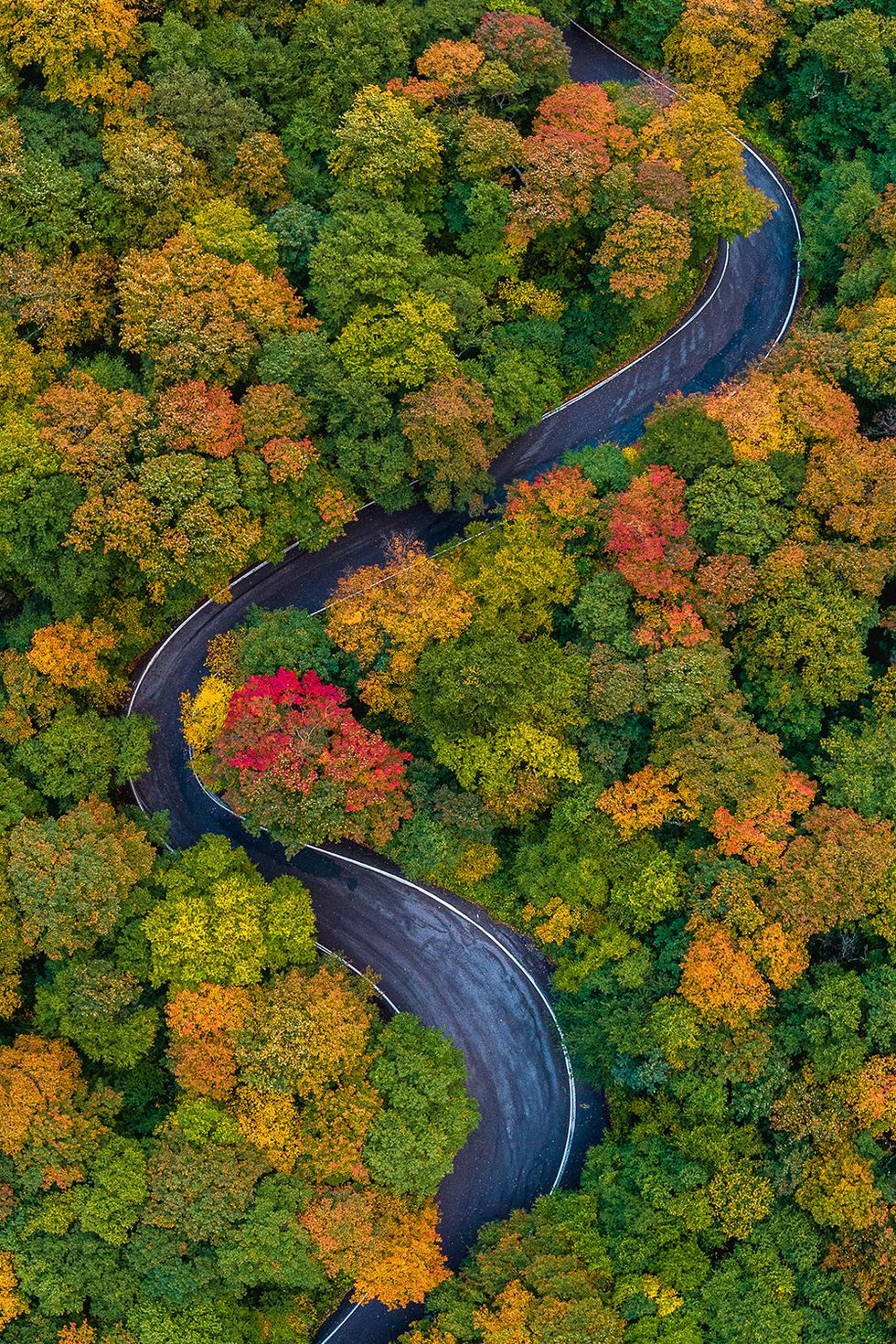 a country road winding through a forest