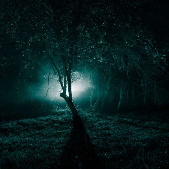 strange light in a dark forest at night silhouette of person standing in the dark forest with light dark night in forest at fog time surreal night forest scene horror halloween concept fairytale