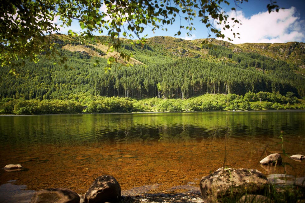 What is Forest Bathing? Introducing Wellness Trend, Shinrin-Yoku ...