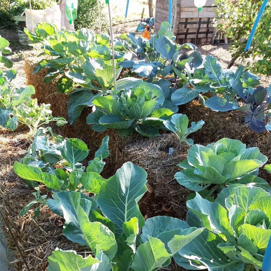 Step by step of creating a straw bale garden