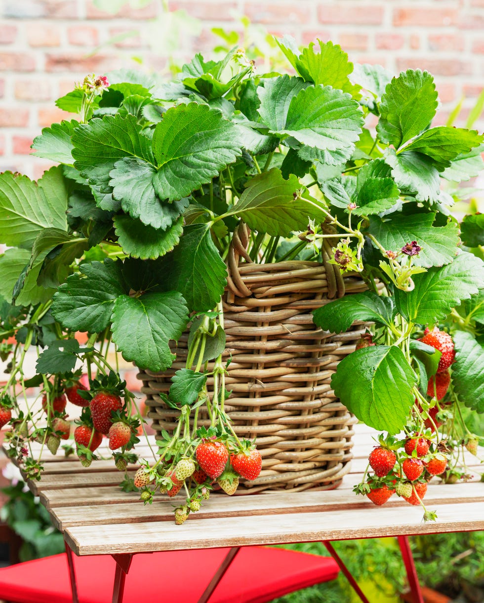 container gardening ideas