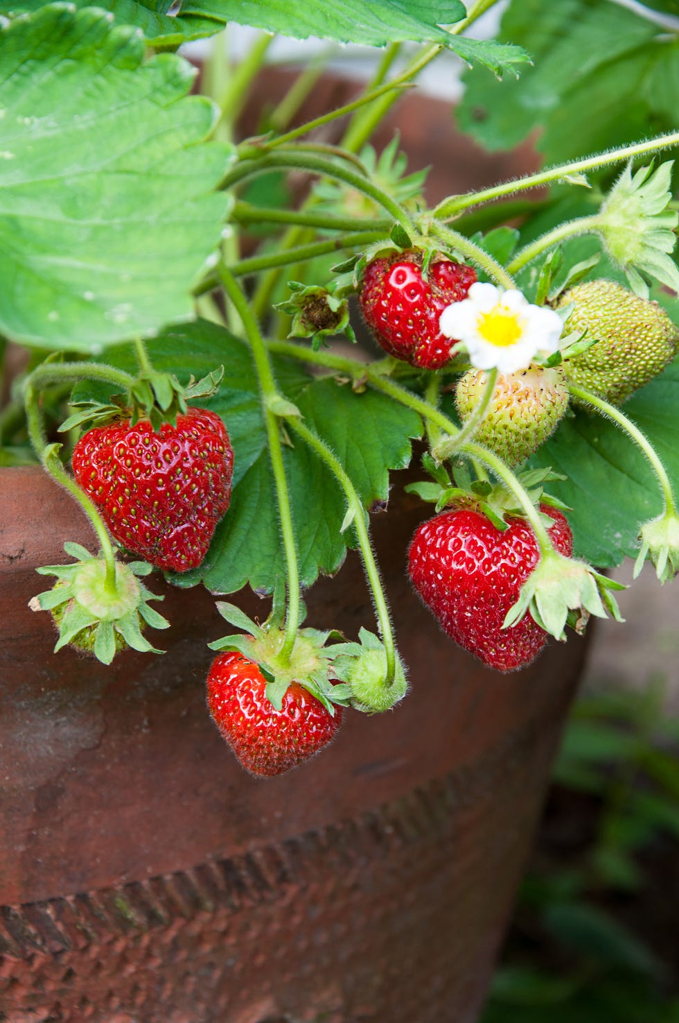 strawberries growing in clay pot