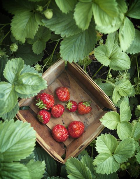 strawberries in box
