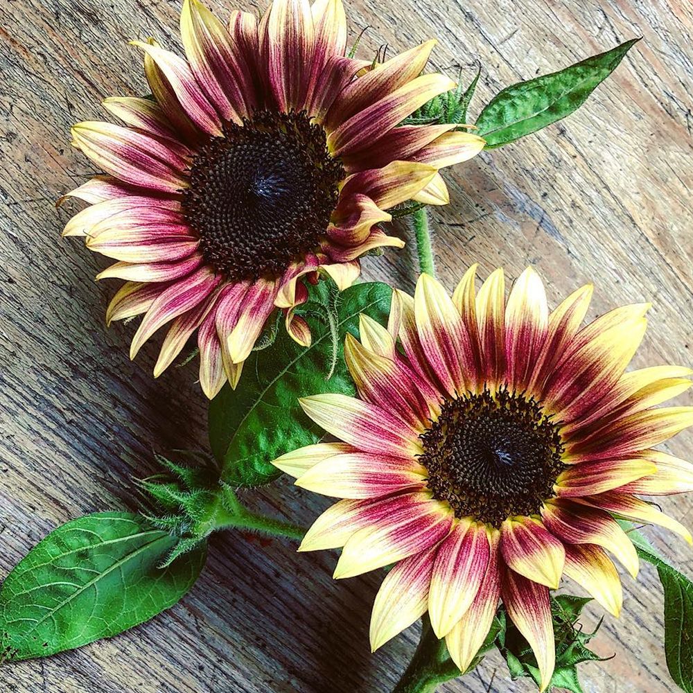two strawberry blonde sunflowers with yellow, pink, and burgundy petals