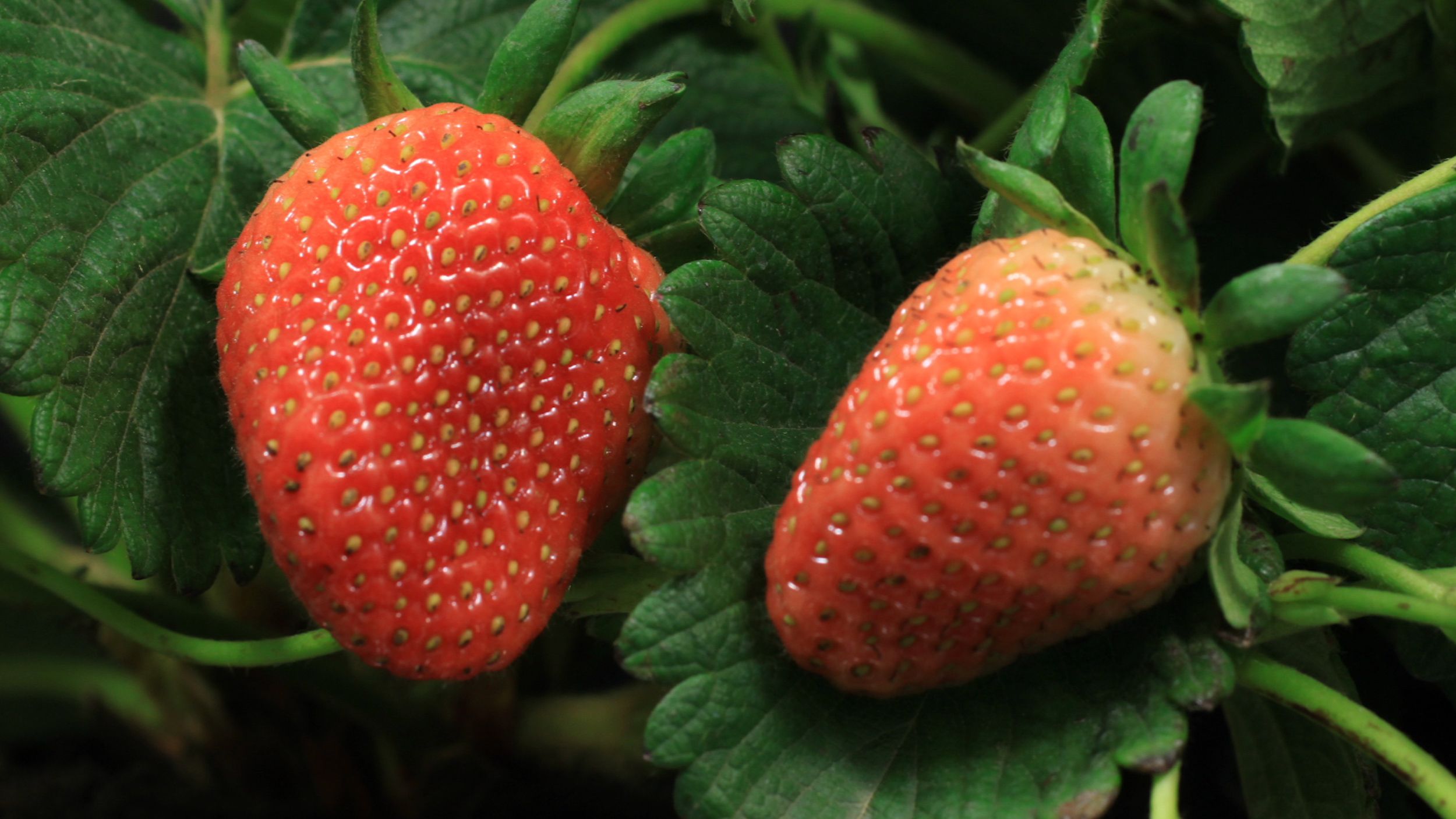 Strawberry Winter Protection: Straw Mulch vs. Row Covers