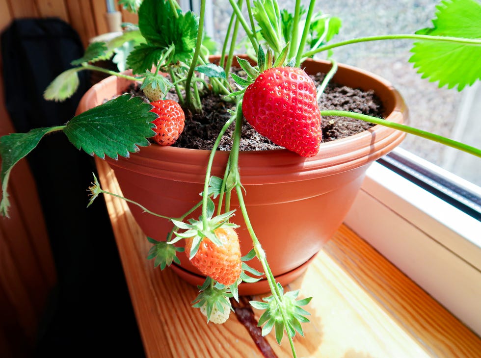 Windowsill Gardening: Best Plants To Grow On Your Windowsill