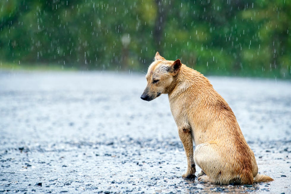 Dog in the store rain