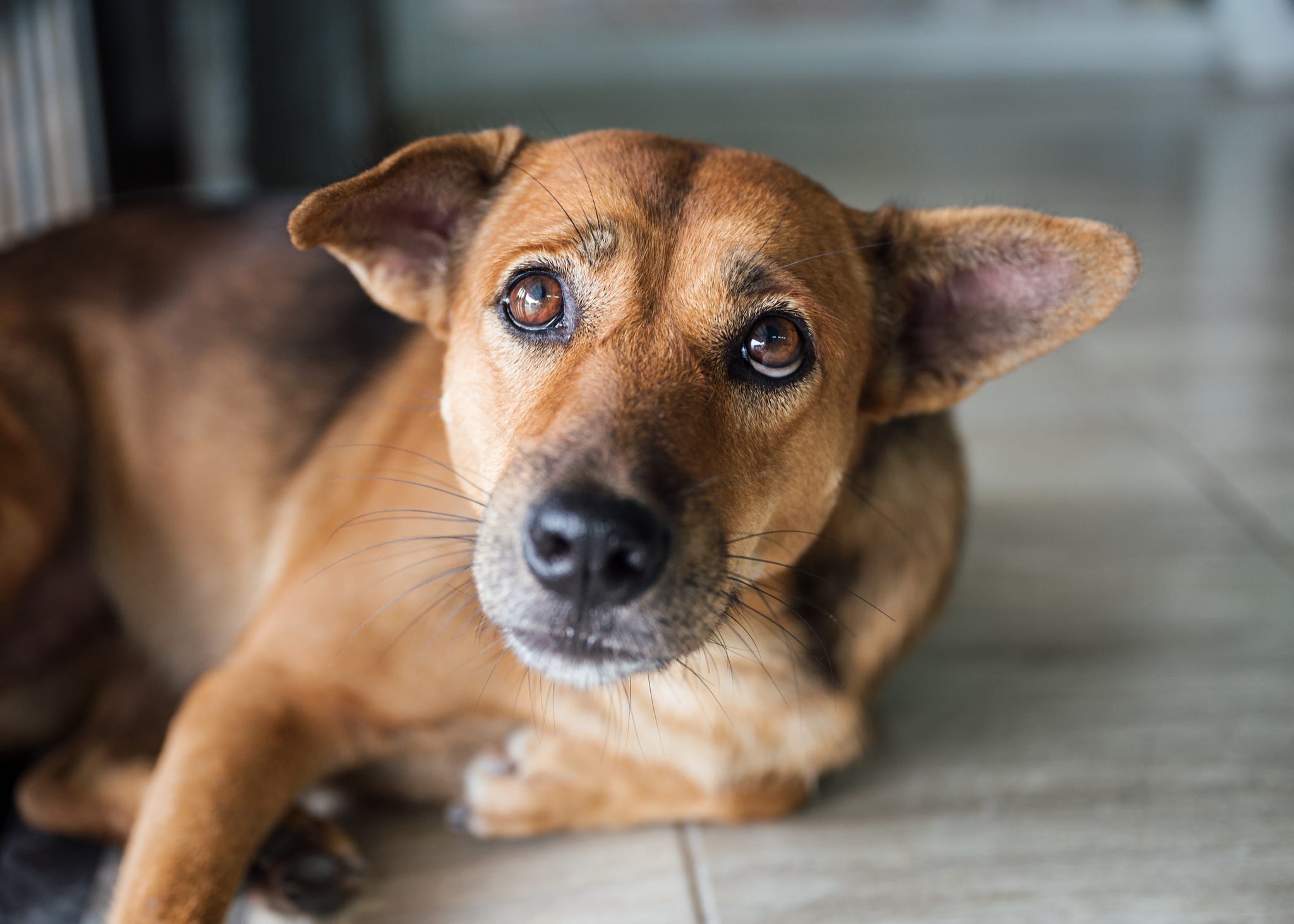 These people and pets simply cannot hide their envy