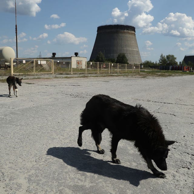 the stray dogs of chernobyl