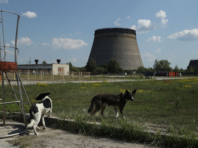 the stray dogs of chernobyl