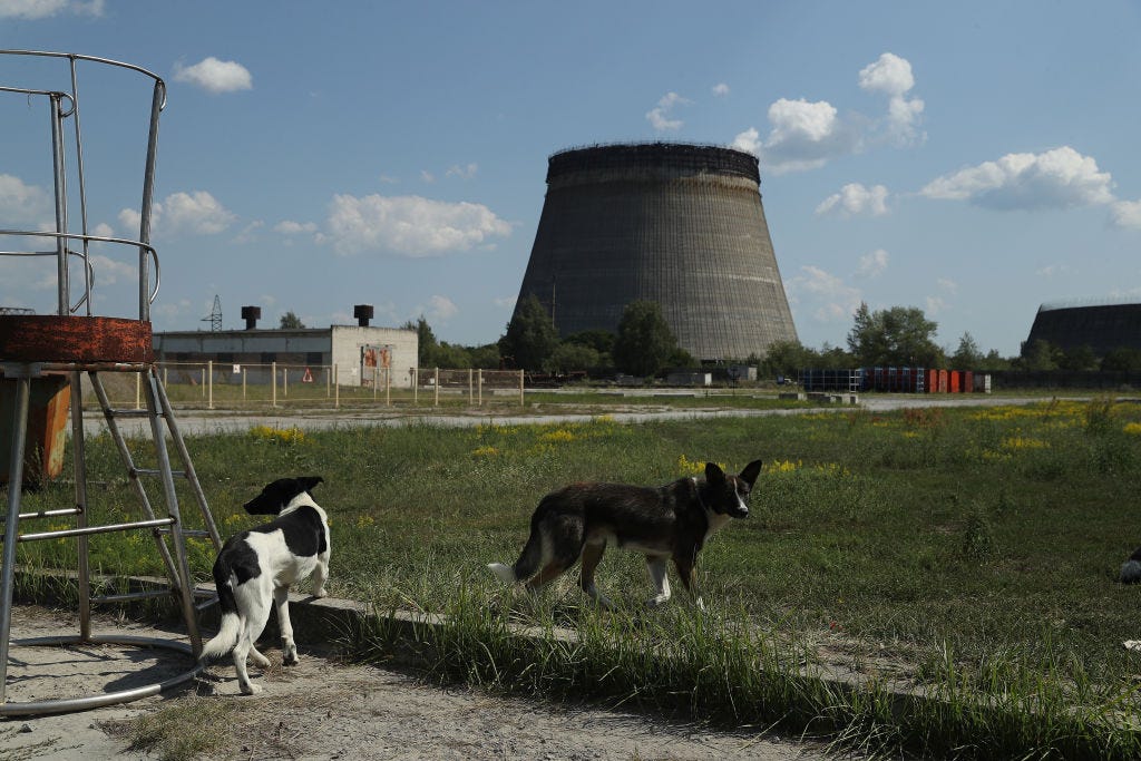 How Some Animals Can Survive Exposure to Nuclear Radiation