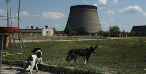 the stray dogs of chernobyl