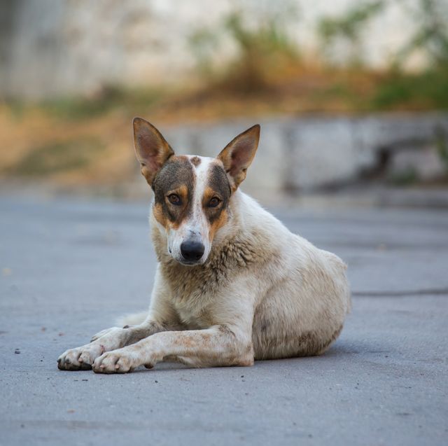 A stray mongrel dog on a city street
