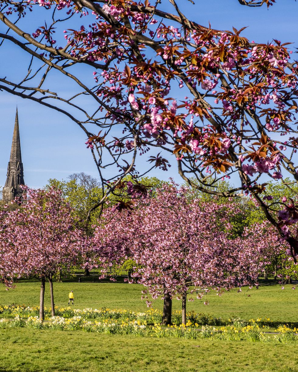 where to see blossom in the uk