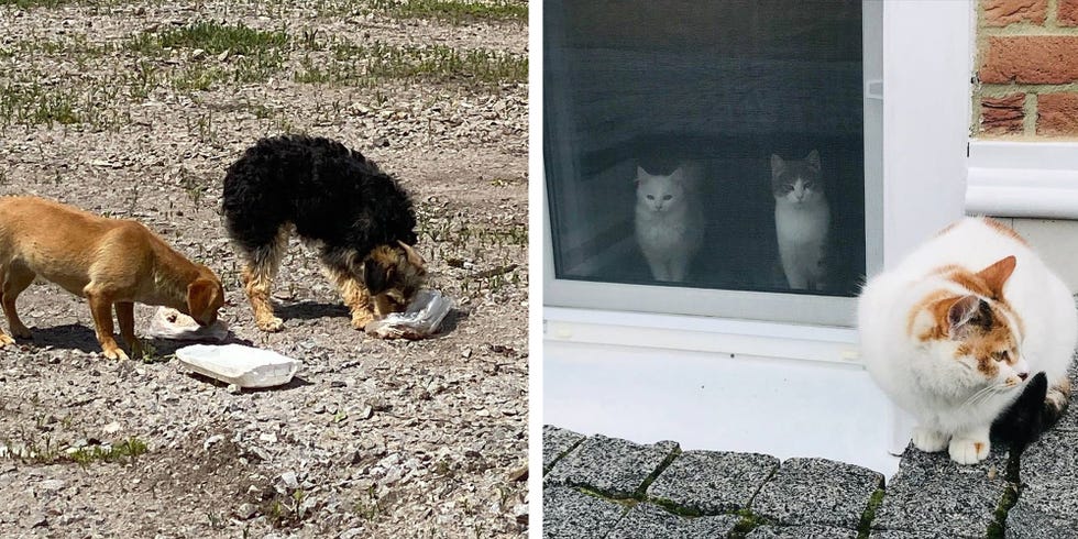 voices from ukraine bas dogs