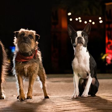 the dog cast of new comedy strays