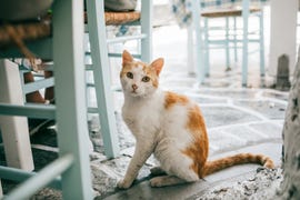 how to treat dry skin on cats