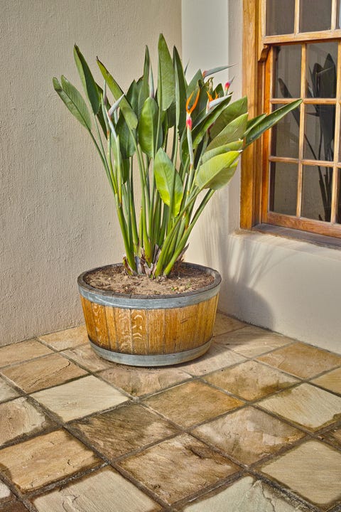 strelitzia blooming in a pot