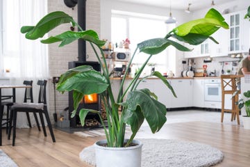 strelitzia nicolai close up in the interior on the stand houseplant growing and caring for indoor plant, green home in scandinavian loft style with metal stove fireplace with hot fire