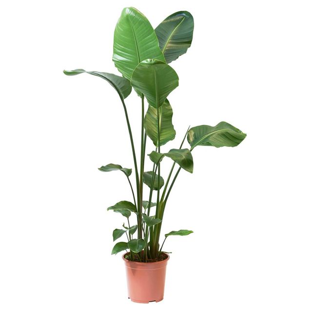 strelitzia plant