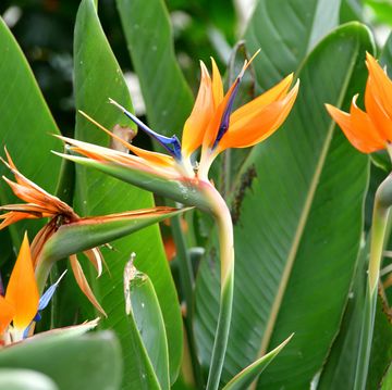 strelitzia reginae bird of paradise plant with bright orange flowerings