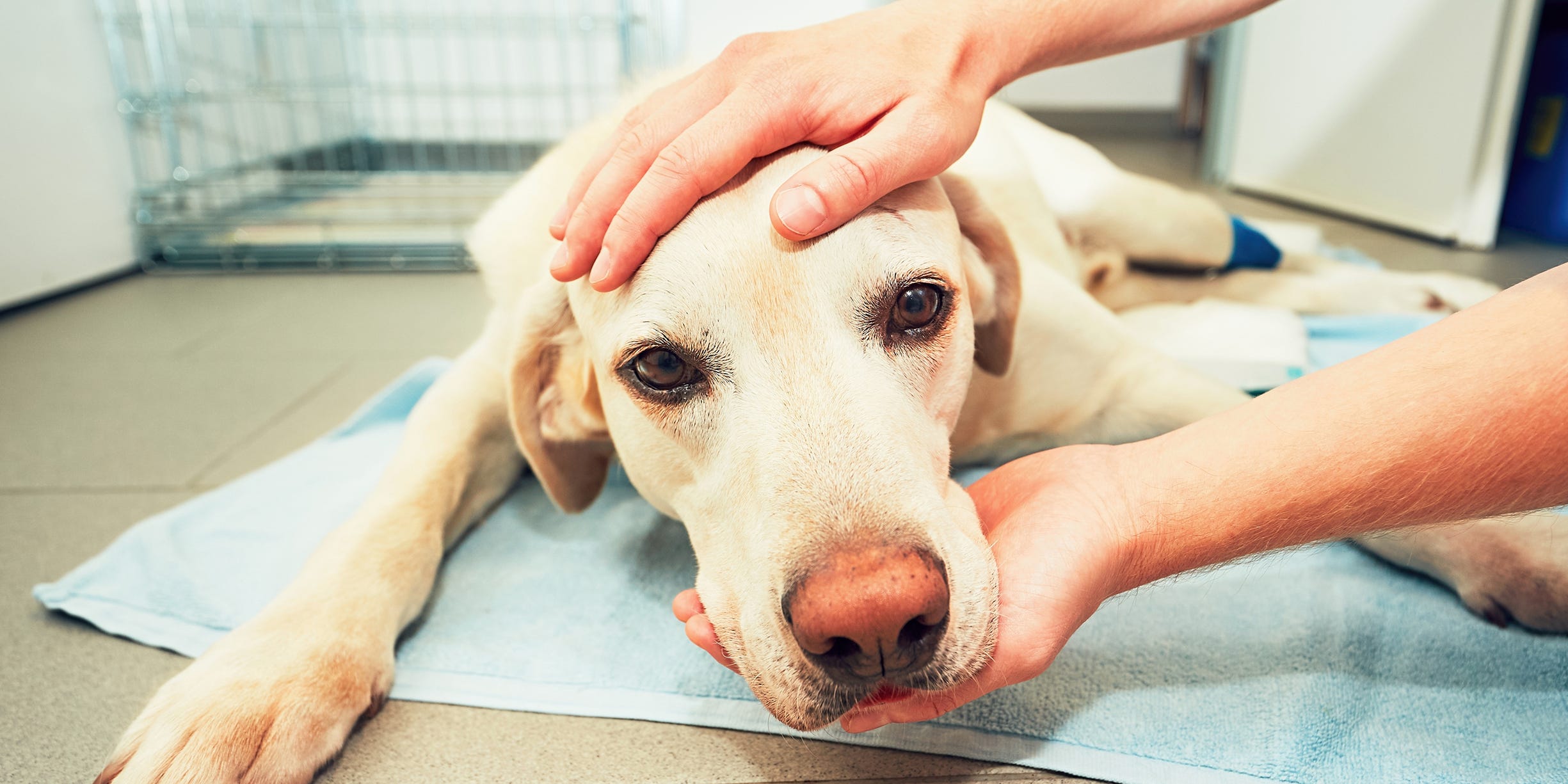 how do i know if my dog has alabama rot