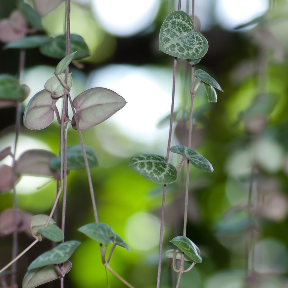 string of hearts plant   ceropegia woodii