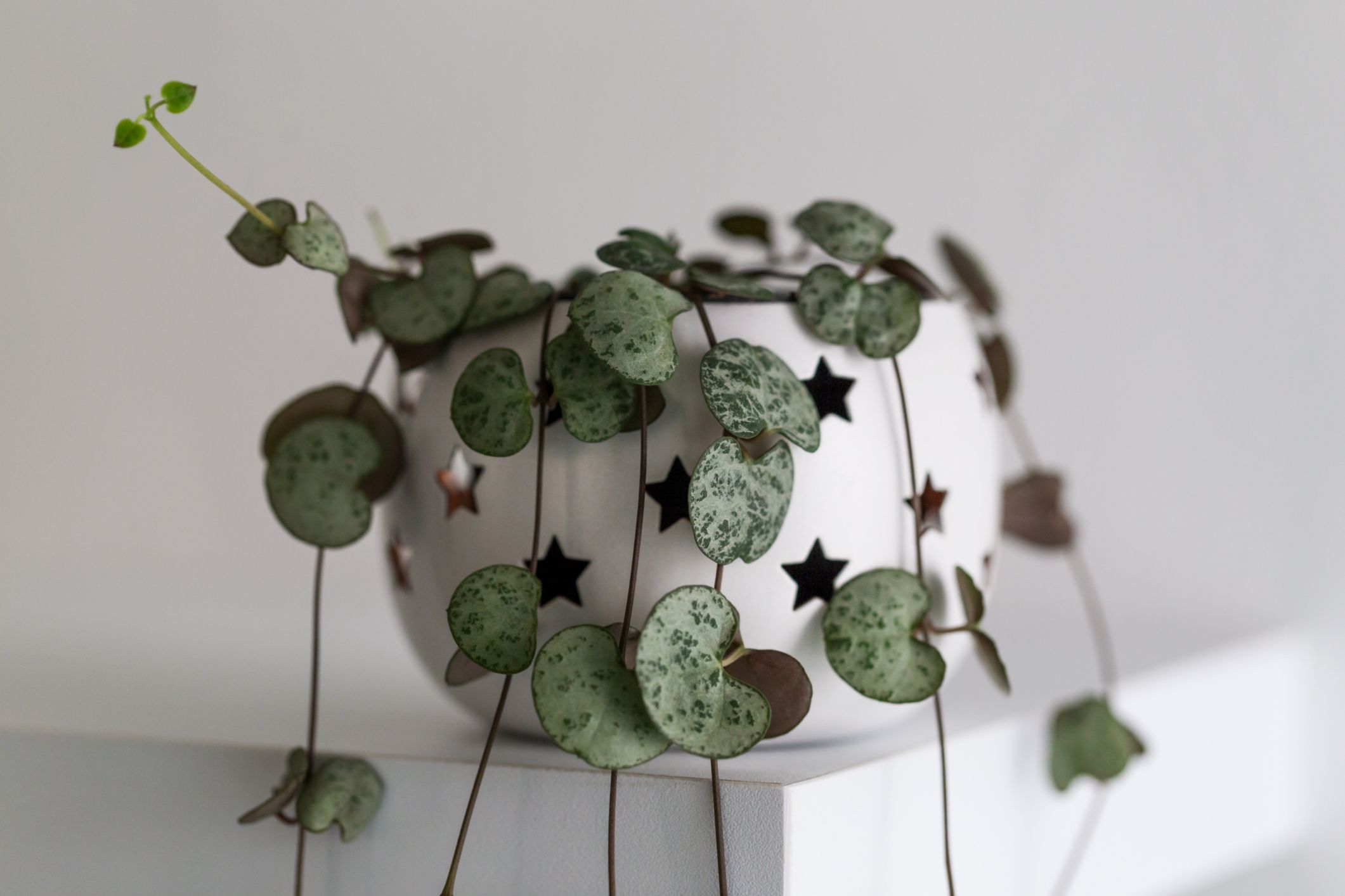 String Of Hearts Plant Care Guide - Ceropegia Woodii