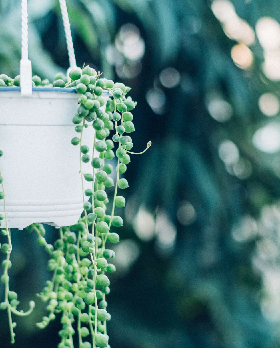 A string of pearl hanging basket with succulent foliage that resembles hanging beads in a lush outdoor setting.