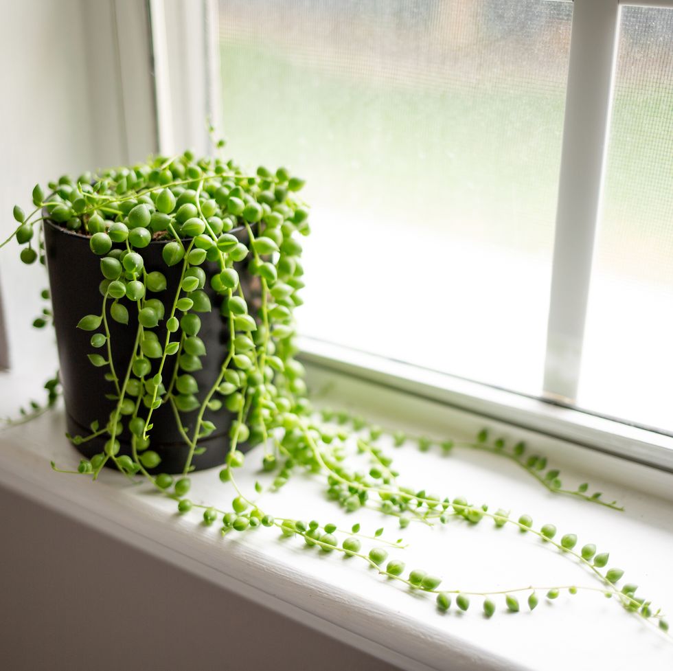 Great Plant Escape - Soil for Gardening Indoors