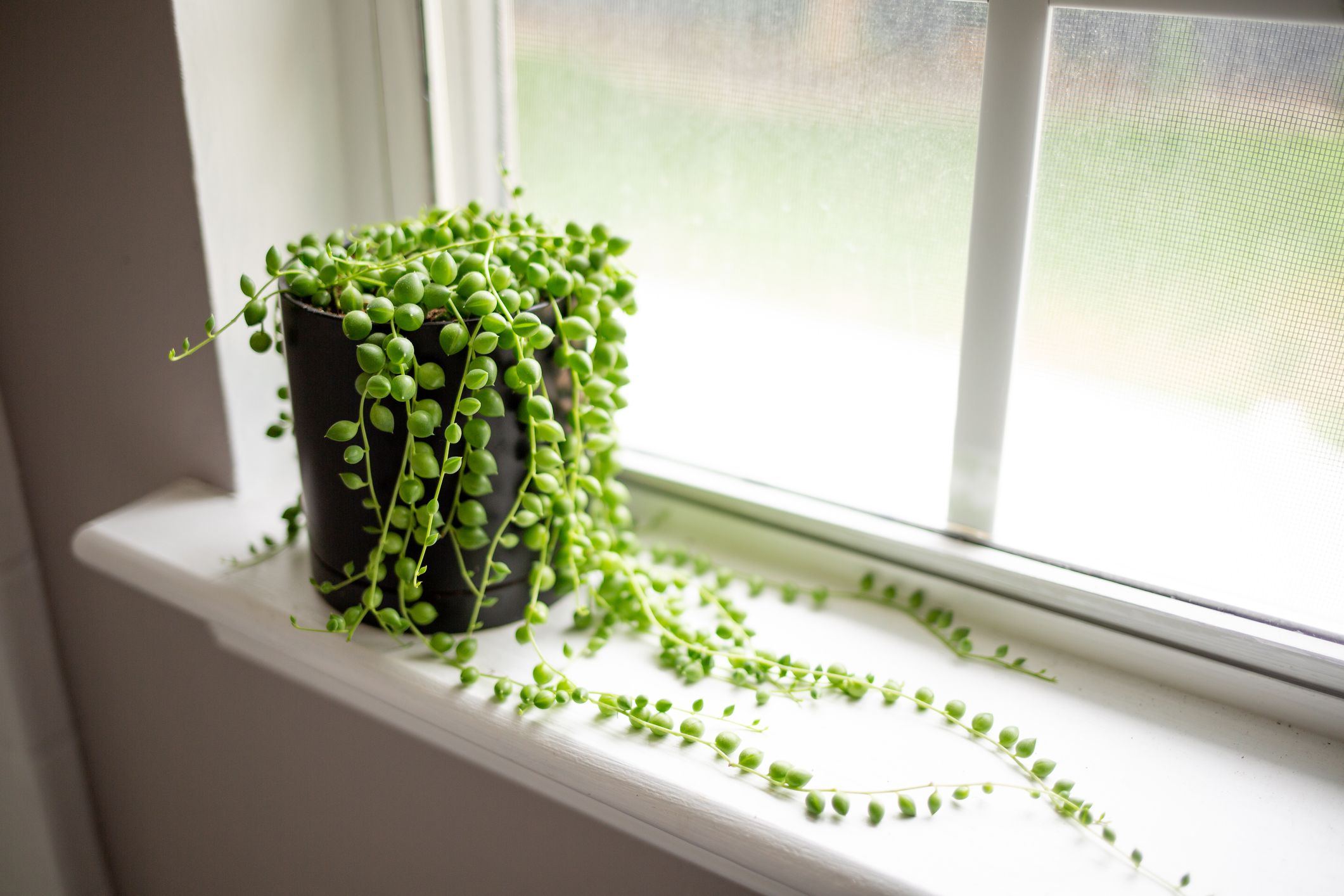 The Ultimate String of Pearls Plant Care Guide