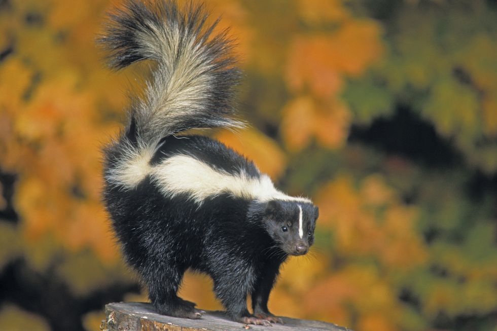 Striped Skunk - ranges through southern Canada and most of USA. Autumn. Mephitis mephitis.