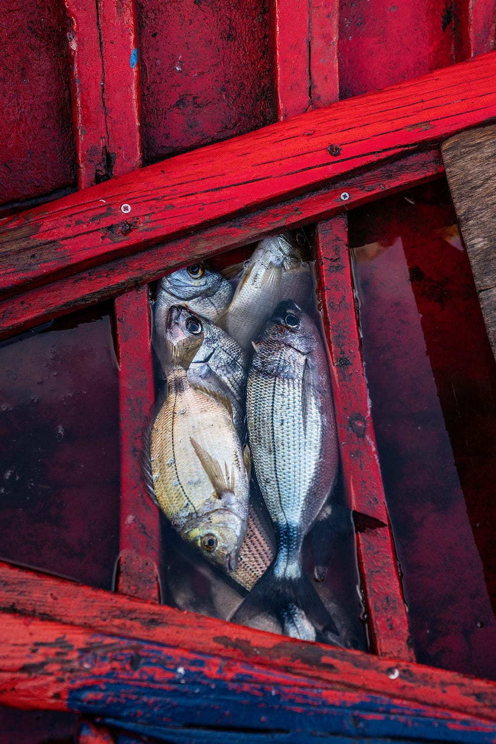 In de Tyrreense Zee kunnen de vissers van Stromboli verse vis als blauwvintonijn tandbaars en zeebaars vangen