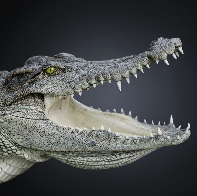 studio photograph of a nile crocodile crocodiles niloticus
